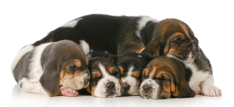 pile of puppies - litter of basset hound puppies - 3 weeks old