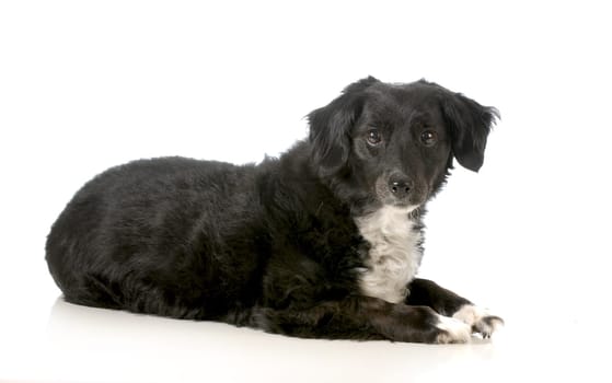 mixed breed dog laying down looking at viewer isolated on white background