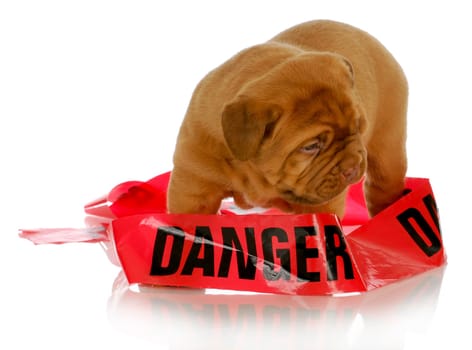 bad puppy - dogue de bordeaux puppy wrapped up in danger tape on white background - 4 weeks old