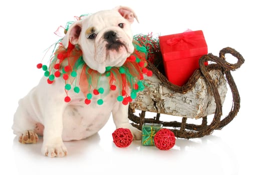 christmas puppy - english bulldog puppy sitting beside sleigh full of presents isolated on white background