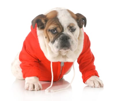 cute puppy - english bulldog puppy wearing red jacket sitting isolated on white background