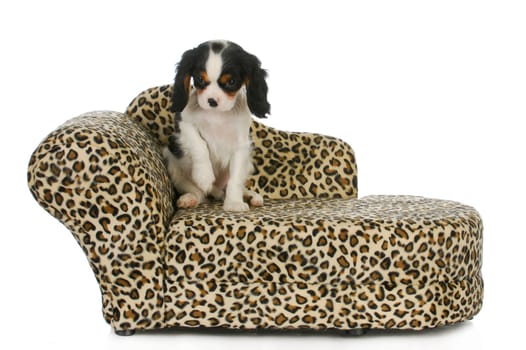 dog sitting on couch - cavalier king charles spaniel puppy sitting on dog couch isolated on white background