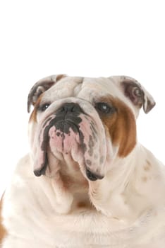 english bulldog portrait isolated on white background