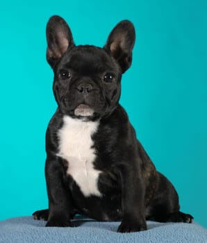 french bulldog puppy 3 months old sitting - brindle