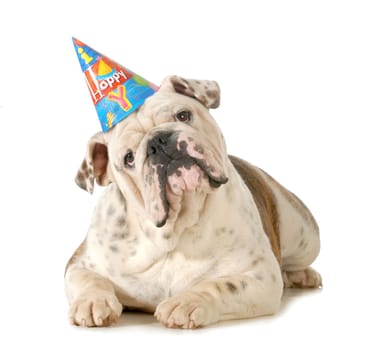 birthday dog - english bulldog wearing birthday hat isolated on white background