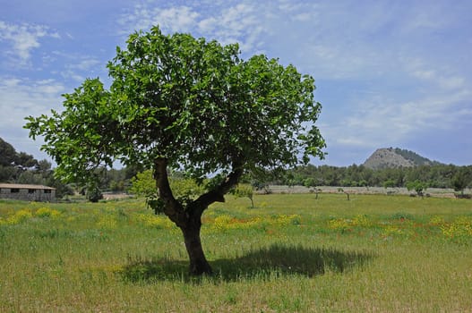 Fig