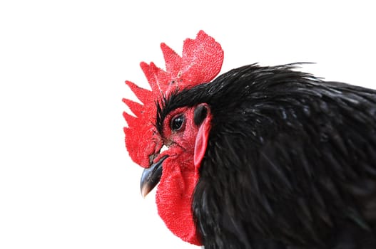Rooster