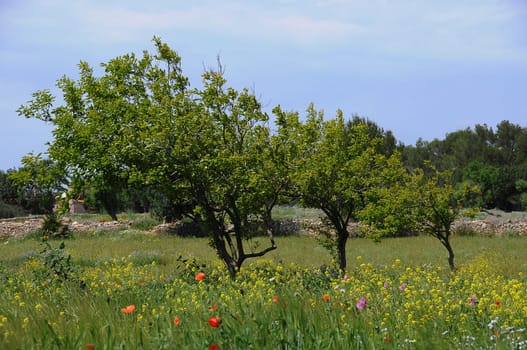 Olive trees