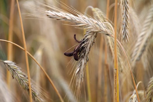 Rye with ergot