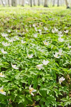 The first spring flowers in a birchwood