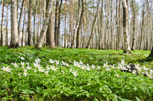 The first spring flowers in a birchwood