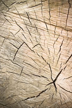 transverse cutting of an old dry wood