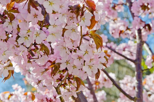 Oriental cherry blossoming in spring park