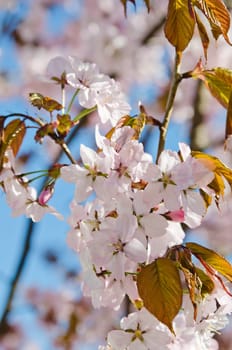 Oriental cherry blossoming in spring park