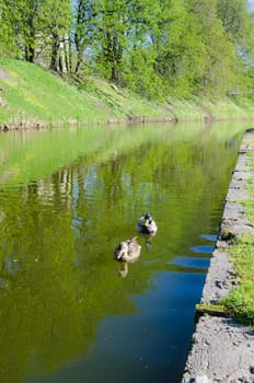 Ducks on the pond in spring Park