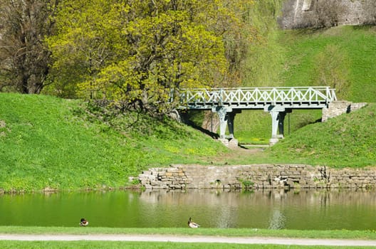 Ducks on the pond in spring Park