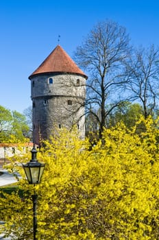 Spring in park of Tallinn