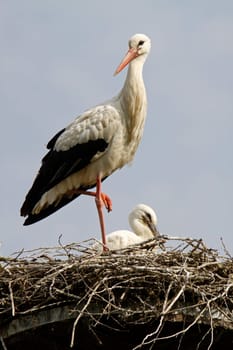 Stork's Nest