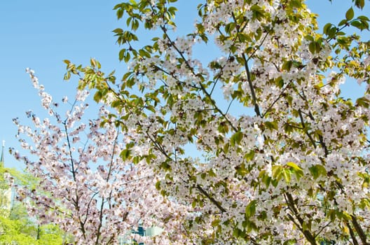 Oriental cherry blossoming in spring park