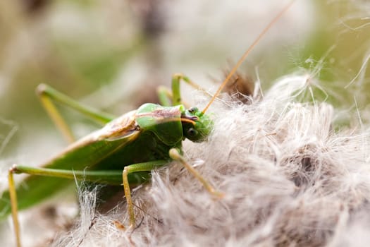 Green hayhorse - Tettigonia viridissima - in a macro image