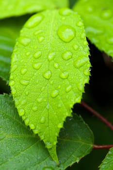 Leaf with raindrops in a macro shot