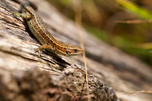 Wood lizard climbing on a wooden pole - macro image