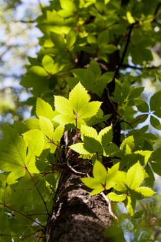 Wild wine growing on a tree trunk