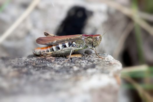 Brown grasshoppers - Chorthippus brunneus in a macro image