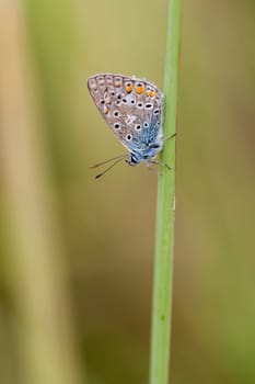 Hauhechel's Blue (Common Blue) in a macro photograph