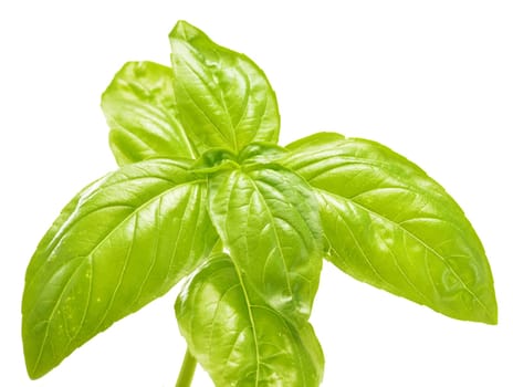 Fresh basil isolated on white background