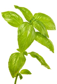 Fresh basil isolated on white background