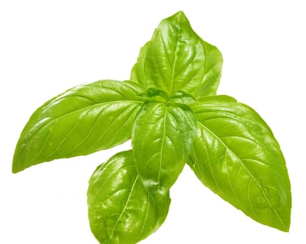Fresh basil isolated on white background