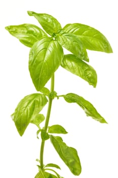 Fresh basil isolated on white background