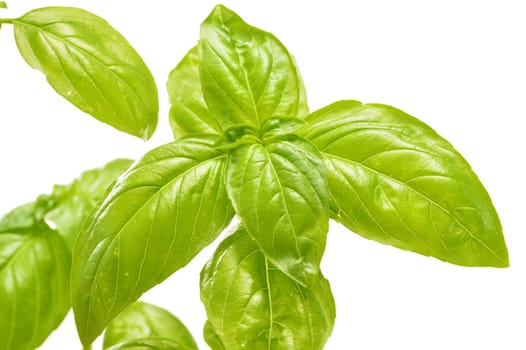 Fresh basil isolated on white background