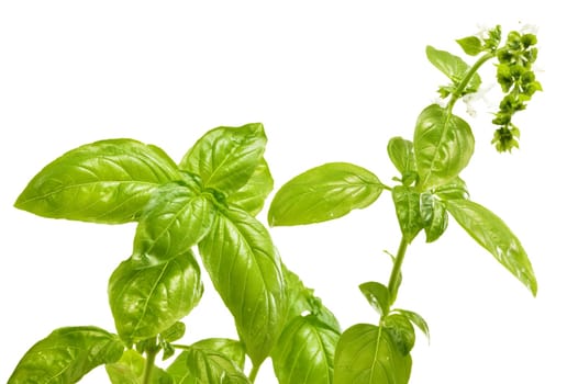 Fresh basil isolated on white background
