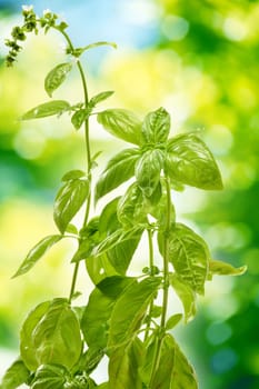 Fresh basil in the garden