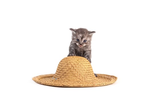 Baby cats