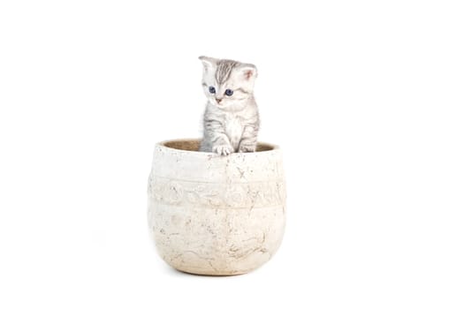 Baby cats
