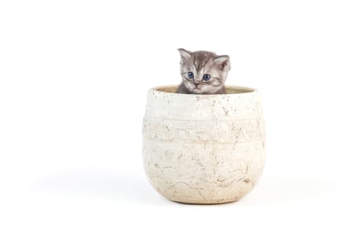 Baby cats