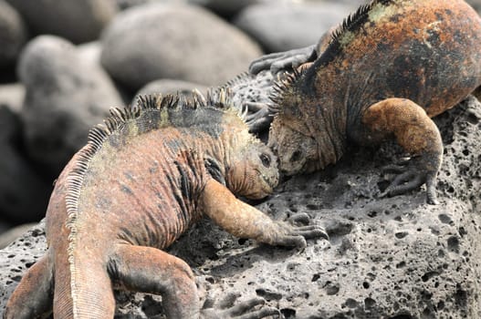 Male marine iguanas on Santa Cruz - Galapagos