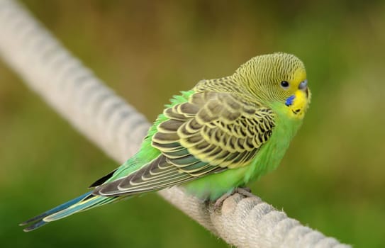 Budgerigar