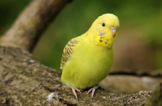 Budgerigar