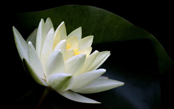 Water lily