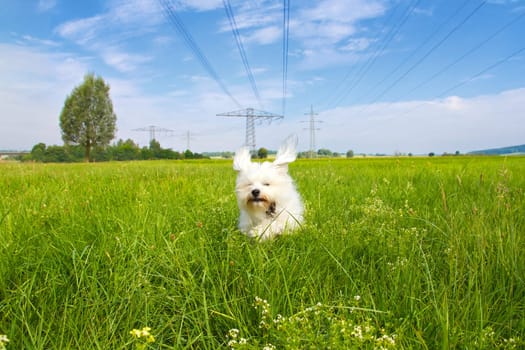 Dog runs across a green meadow and a slightly cloudy blue sky. Just under a power line.