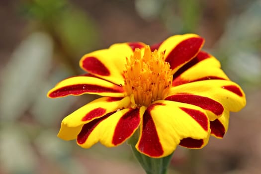 Bicoloured striped marigold flower