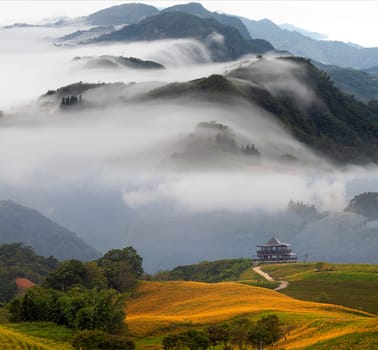 Daylily flower at sixty Stone Mountain in Taiwan Hualien festival