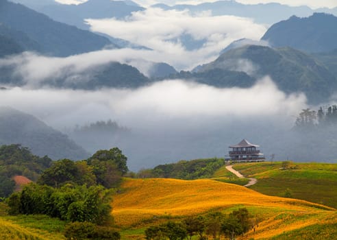 Daylily flower at sixty Stone Mountain in Taiwan Hualien festival