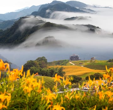 Daylily flower at sixty Stone Mountain in Taiwan Hualien festival
