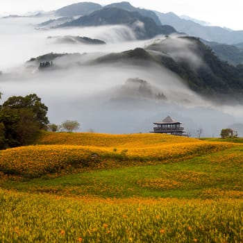 Daylily flower at sixty Stone Mountain in Taiwan Hualien festival