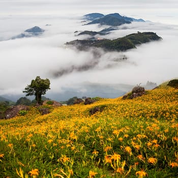 Daylily flower at sixty Stone Mountain in Taiwan Hualien festival